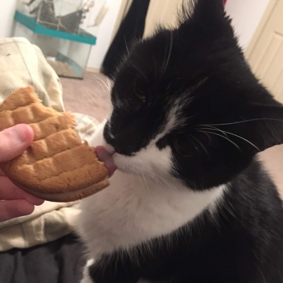 Meet your Posher, Pooky - Picture 1 of 1